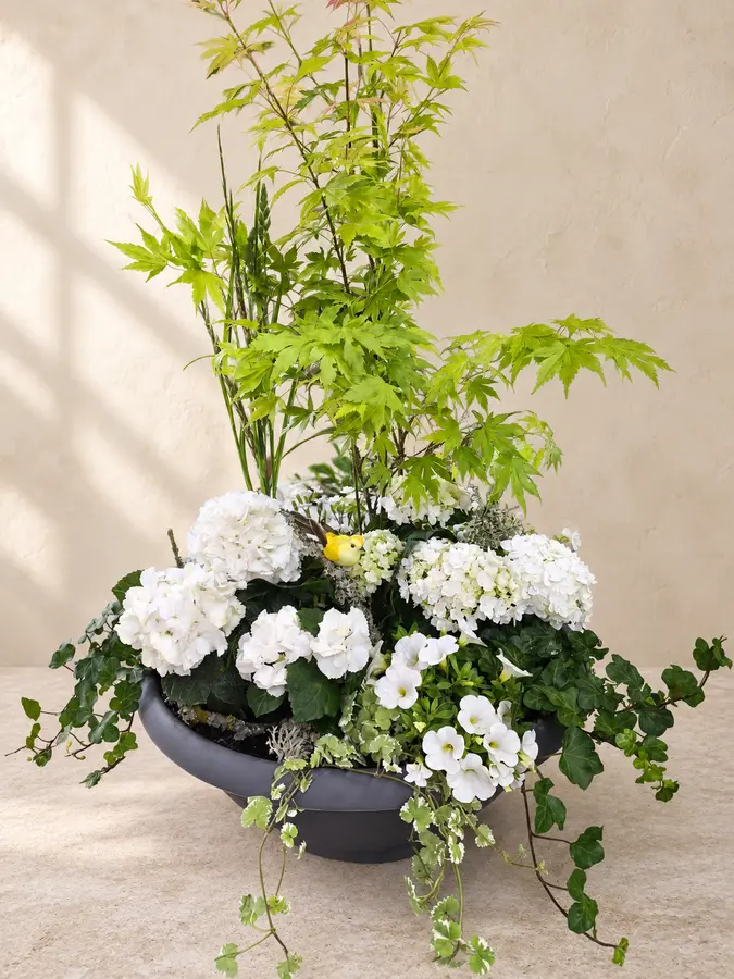 Pflanzschale mit Hortensie und Ahorn